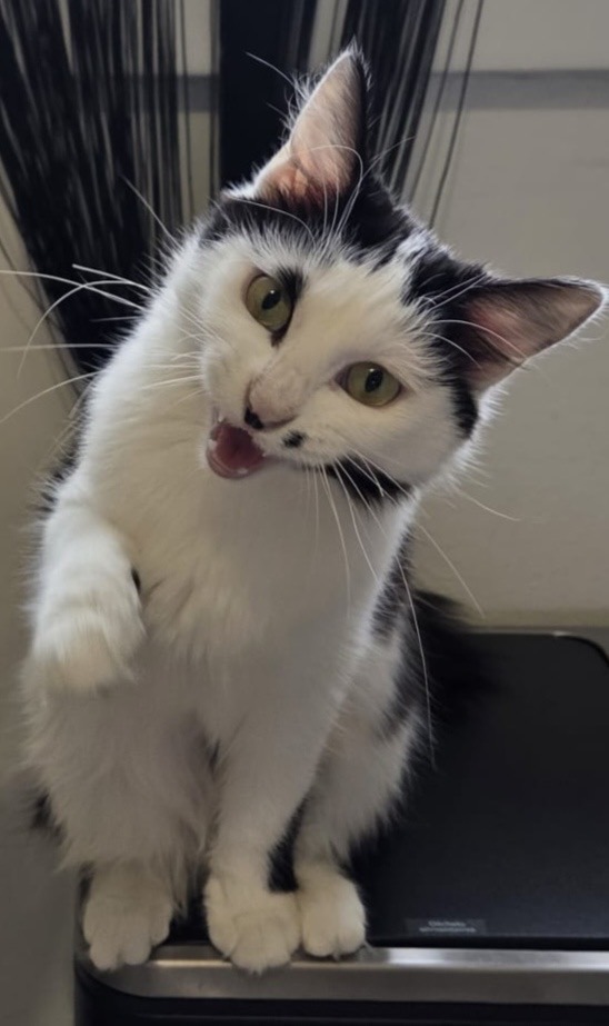 Chat noir et blanc curieux — comportement du chat à Montluel